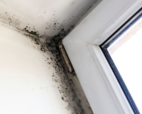 Mold Detection Services